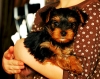 Excellent teacup yorkie puppies in need of a loving home