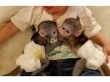 CAPUCHIN-MONKEYS-AVAILABLE-FOR-ADOPTION