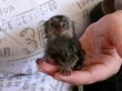 Marmosets-Monkeys-Available-Now-for-adoption